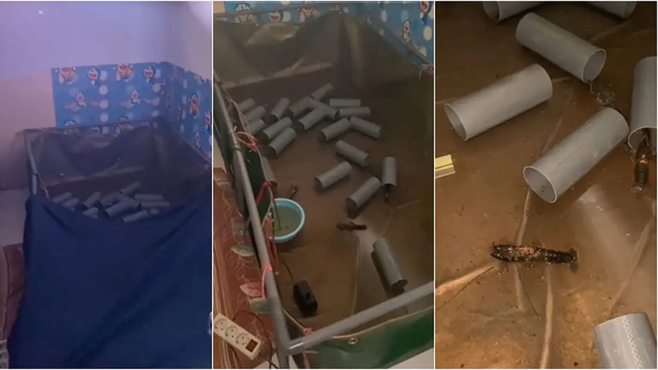 Pemilik Kos Syok Temukan Budidaya Lobster di Kamar Penyewa yang Nunggak 2 Bulan