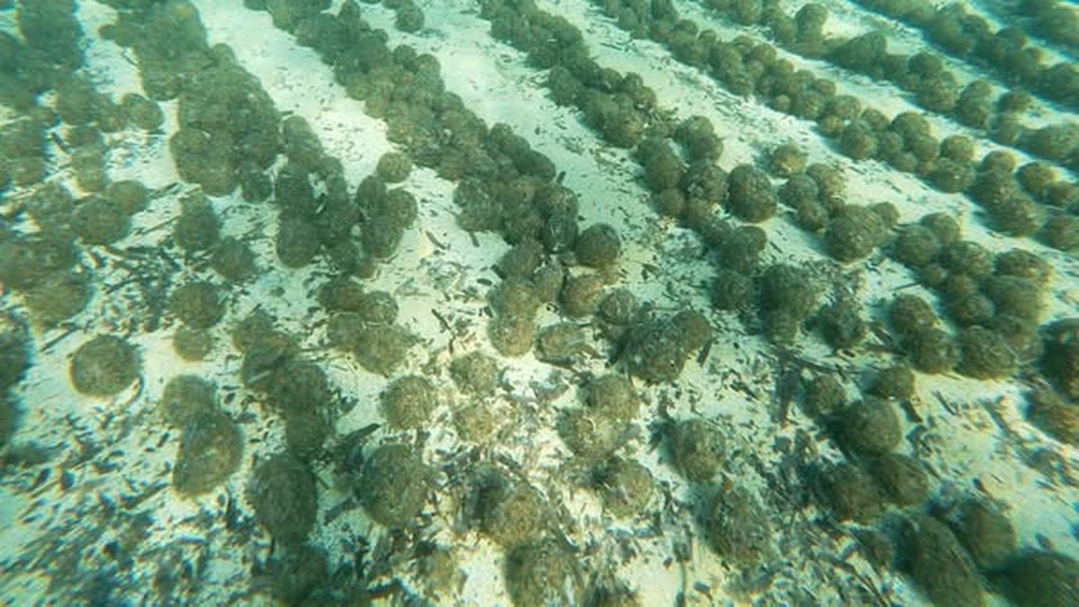 Kenapa Bola Neptunus Mengandung Mikroplastik Mulai Bermunculan di Pantai?