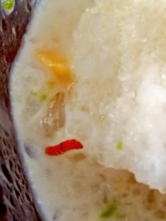 7 Potret Hewan Aneh Terselip di Makanan, Bikin Jijik