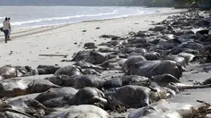 Dua orang berjalan dipinggir pantai yang terdapat ribuan bangkai sapi di Pantai Utara, Brazil, Selasa (13/10/2015).  Ribuan bangkai sapi terdampar di pantai setelah salah satu kapal angkut Lebanon karam di dekat pelabuhan Bacarena. (REUTERS/Tarso Sarraf)