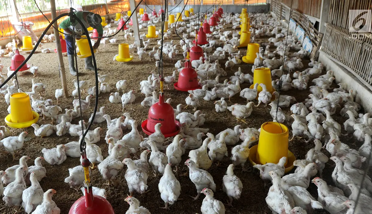 Peternak memberikan makan pada ayam pedaging broiler di kawasan Cipelang, Bogor, Jawa Barat, Selasa (24/7). Menurut peternak, kenaikan daging ayam disebabkan harga day old chicken (DOC) atau  bibit ayam yang fluktuatif. (Merdeka.com/Arie Basuki)