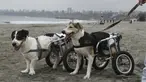 Cabezon dan Pecas, anjing yang lumpuh di kursi roda berjalan di Pescadores pantai Chorrillos, Lima, (7/9/2015). Sara Moran memiliki tempat penampungan untuk anjing liar dan terluka akibat kecelakaan di Milagros Perrunos. ( REUTERS/Mariana Bazo)
