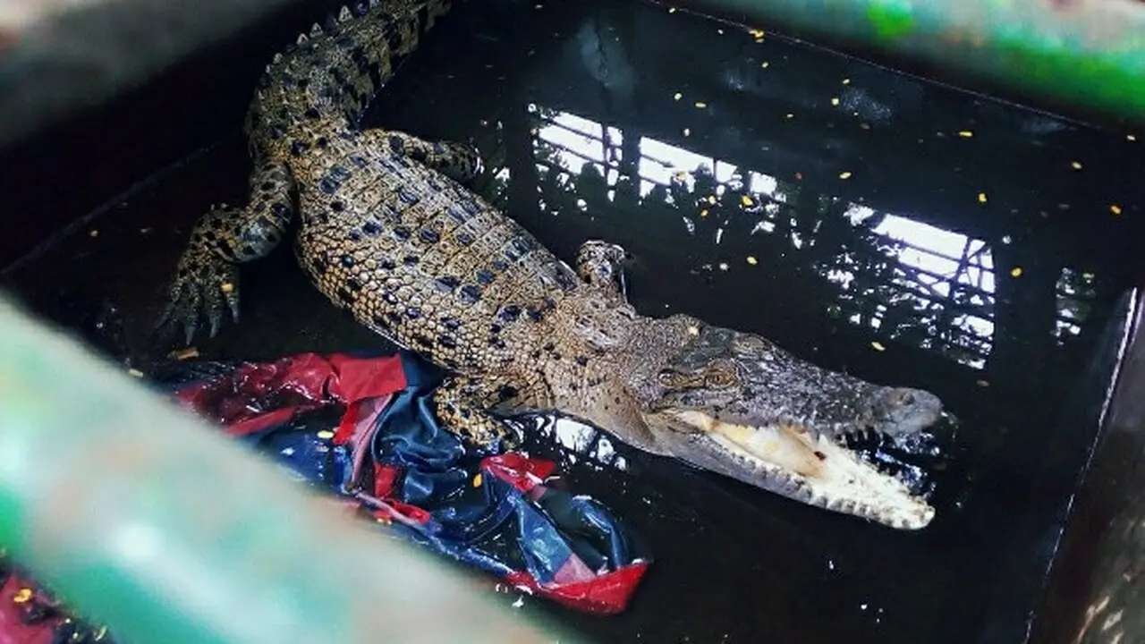 Seekor buaya yang pernah ditangkap nelayan di Sungai Siak, Kota Pekanbaru.