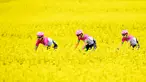 Tiga pembalap sepeda dari tim Education First-Drapac Cannondale melintas di ladang rapeseed dengan hamparan bunga kuning yang cerah saat mengikuti perlombaan Tour de Romandie UCI ProTour ke-72 di Bottens, Swiss (29/4).(Laurent Gillieron / Keystone via AP)
