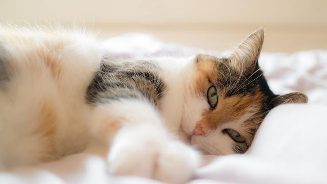 Agar Kucing Tak Merusak Peralatan Rumah