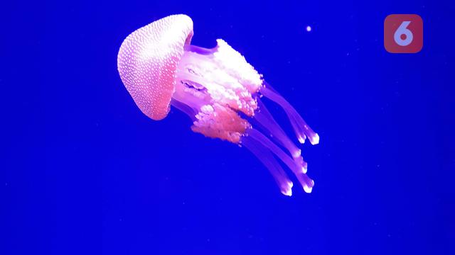 Ilustrasi ubur-ubur. (Liputan6.com/Tanti Yulianingsih)