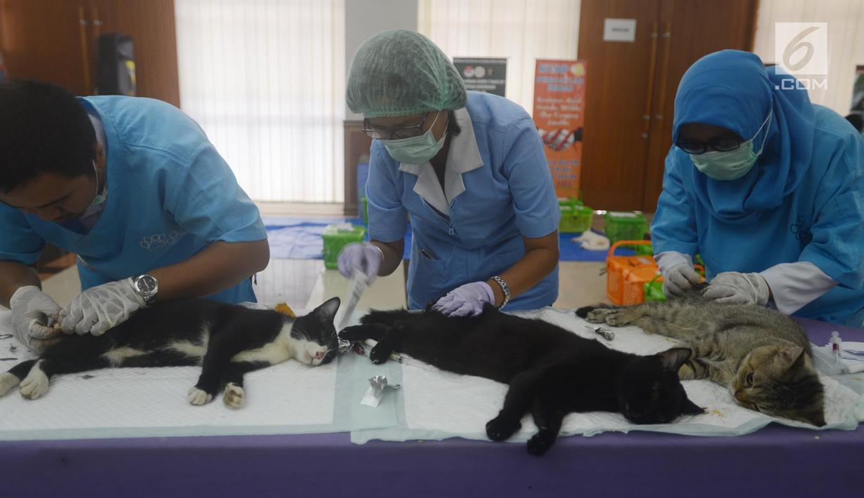 Dinas Ketahanan Pangan, Kelautan dan Pertanian (DKPKP) pemprov DKI Jakarta melakukan kastrasi atau pengebirian terhadap hewan peliharaan jenis kucing di Kecamatan Duren Sawit, Jakarta, Rabu (28/3). (Merdeka.com/Imam Buhori)
