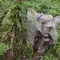 Satu Keluarga di Nepal Tewas Akibat Serangan Gajah