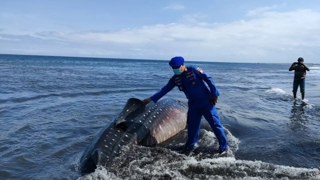 Seekor Hiu tutul terdampar di Pantai Nyamplong Kobong Jember dengan kondisi Mati (Istimewa)