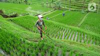 Aktivitas petani di sela tanaman padi jenis IR64 di Jatiluwih, Tabanan, Bali, Minggu (5/9/2021). Seiring berakhirnya masa panen dan memasuki masa tanam padi, Badan Pusat Statistik (BPS) mencatat harga beras semua kualitas terjadi kenaikan pada Agustus 2021. (merdeka.com/Arie Basuki)