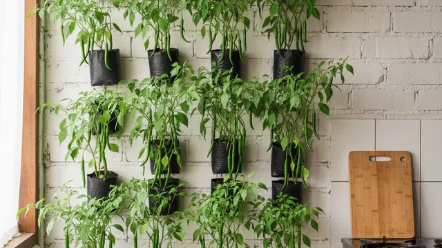 Ide Kebun Cabai Indoor Sederhana. AI
