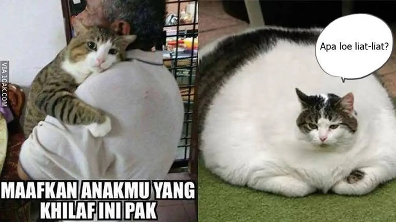 9 Meme Kocak Potret Kucing Obesitas Ini Malah Bikin Gemas