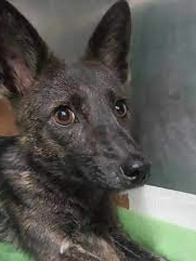 Dogixm