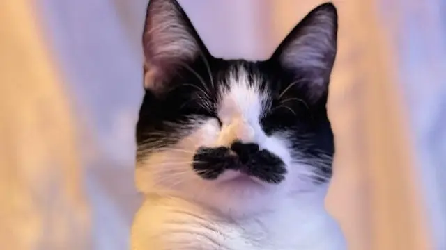 Punya Kumis Seperti Manusia, Kucing Ini Bikin Gemas Warganet