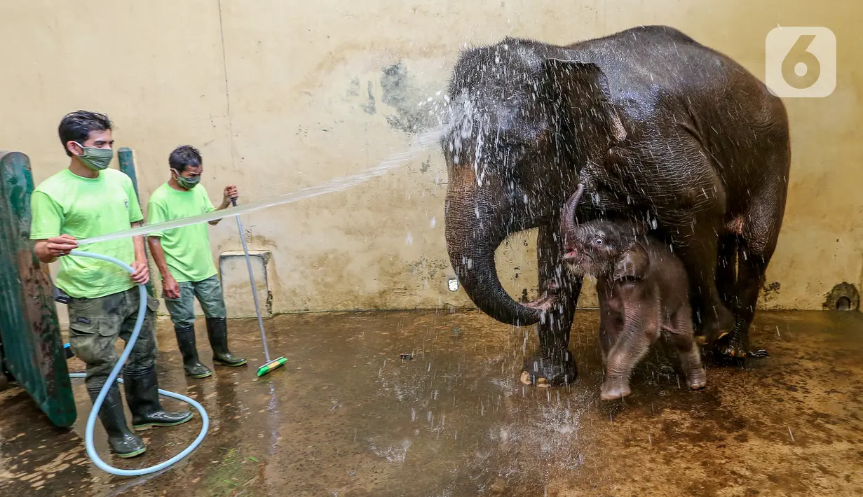 Keeper memandikan induk gajah betina bernama Nina dan bayi gajah bernama Covid, yang berusia 1 bulan di Taman Safari Indonesia Cisarua, Bogor, Jawa Barat, Rabu (27/5/2020). Bayi Gajah Covid yang lahir pada Selasa (28/4) mendapat perawatan rutin selama pandemi. (Liputan6.com/Fery Pradolo)