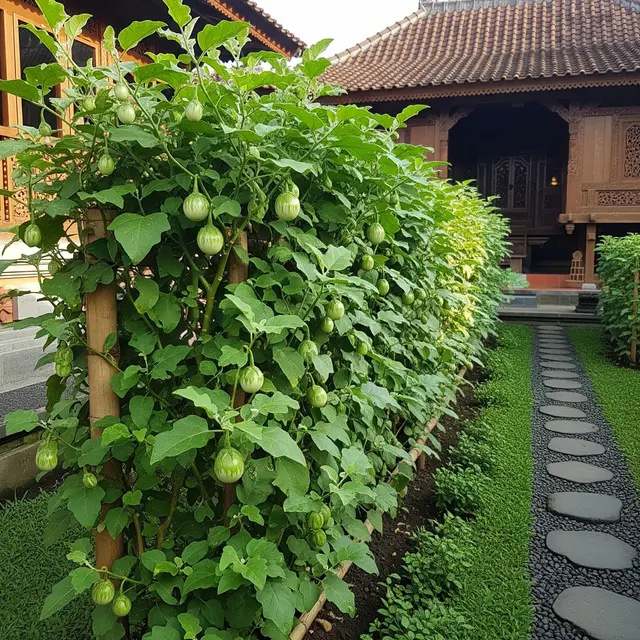 Terong Hijau Lalapan