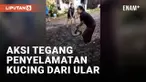 Aksi Heroik Emak-emak Selamatkan Kucing dari Sergapan Ular di Selokan