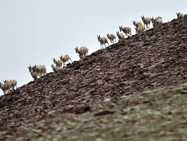 Kawanan antelop Tibet di dekat Danau Zonag di cagar alam nasional Hoh Xil, Provinsi Qinghai, China barat laut (14/7/2020). Danau Zonag di Hoh Xil dikenal sebagai "ruang melahirkan" bagi spesies tersebut. (Xinhua/Zhang Long)