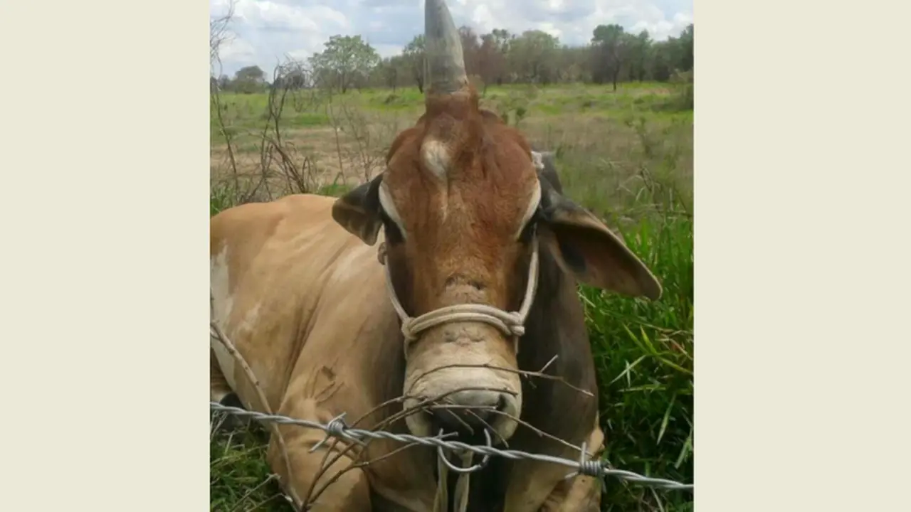 Penampakan Banteng Bertanduk Satu Buat Heboh Penduduk