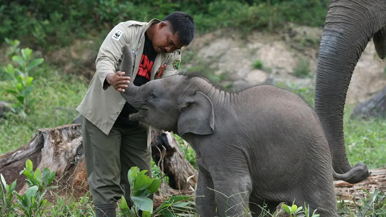 Gajah TN Tesso Nilo