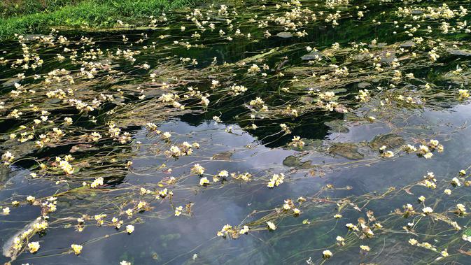 Foto dari udara menunjukkan pemandangan bunga Ottelia acuminata di Sungai Chengjiang di Kota Daxing yang berada di Wilayah Otonom Etnis Yao Du'an, Daerah Otonom Etnis Zhuang Guangxi, China selatan (28/10/2020). (Xinhua/Lu Boan)
