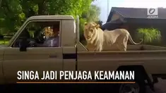Petani asal Afrika Selatan memilih seekor singa untuk menjaga mereka dari ancaman bahaya.