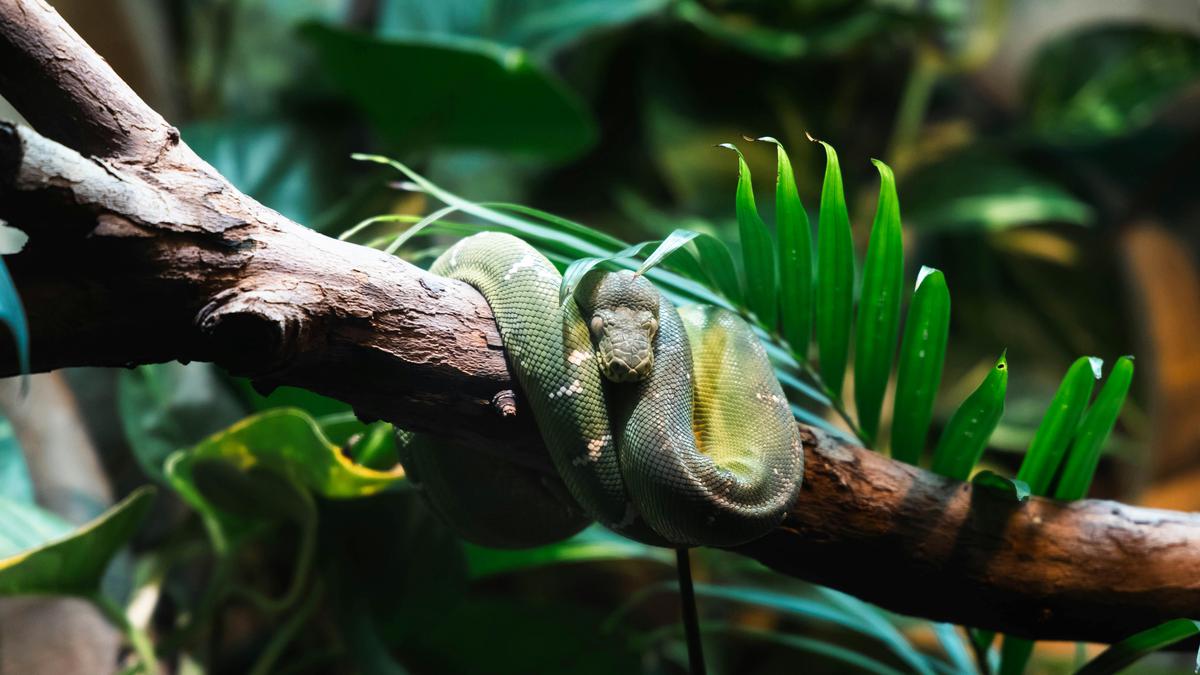 7 Desain Kandang Ular yang Aman di Rumah, Model Ideal untuk Pecinta Reptil di Indonesia