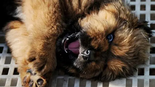 Serial anjing Tibet 4