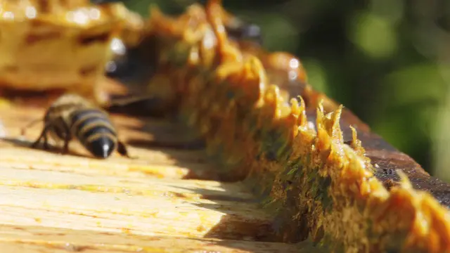 Manfaat Propolis untuk Kesehatan