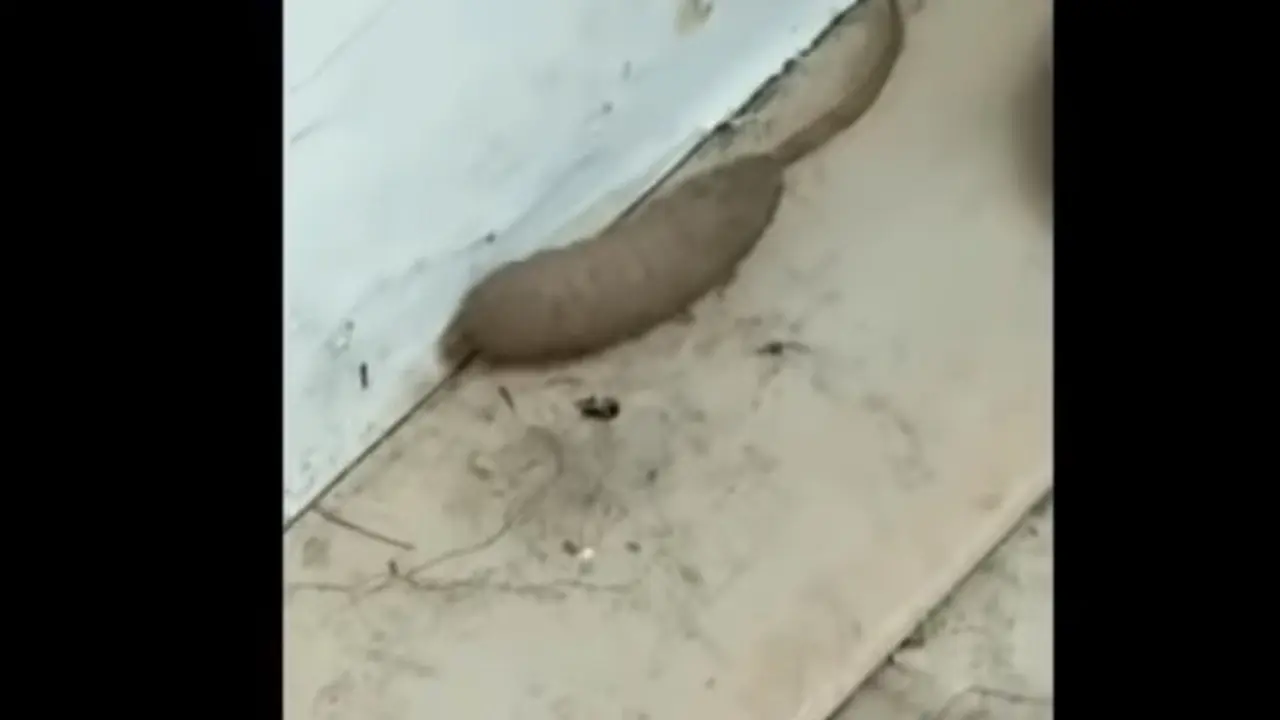 tikus berbentuk aneh jadi viral (mirror.co.uk)