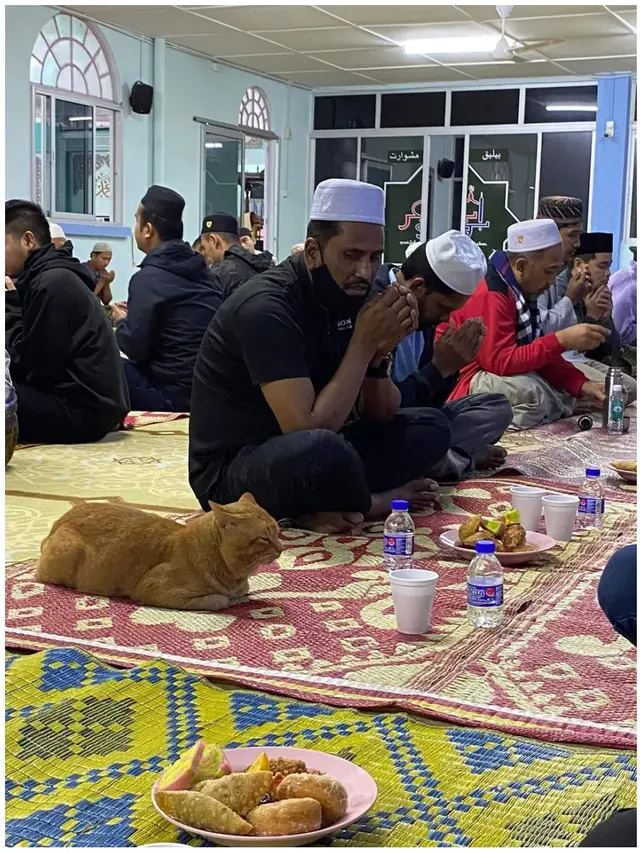 6 Potret Lucu Kucing Menunggu Buka Puasa, Ikut Bersabar