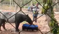 Tapir Terperosok di Perkebunan Sawit, Lokasinya Cuma 800 Meter dari Tol