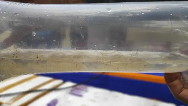 Baby Lobster dengan ukuran kecil dan bening dalam kantong plastik beroksigen untuk diselundupkan ke Vietnam.