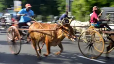 Sejumlah peserta ikut ambil bagian dalam perlombaan balap gerobak sapi di Kolombo, Sri Lanka, Sabtu (20/4). Festival tradisional ini digelar untuk merayakan Tahun Baru umat Hindu, Sinhala dan Tamil di Sri Lanka. (LAKRUWAN WANNIARACHCHI/AFP)