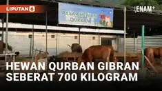 Gibran Sumbang Hewan Qurban di Masjid Al-Azhar