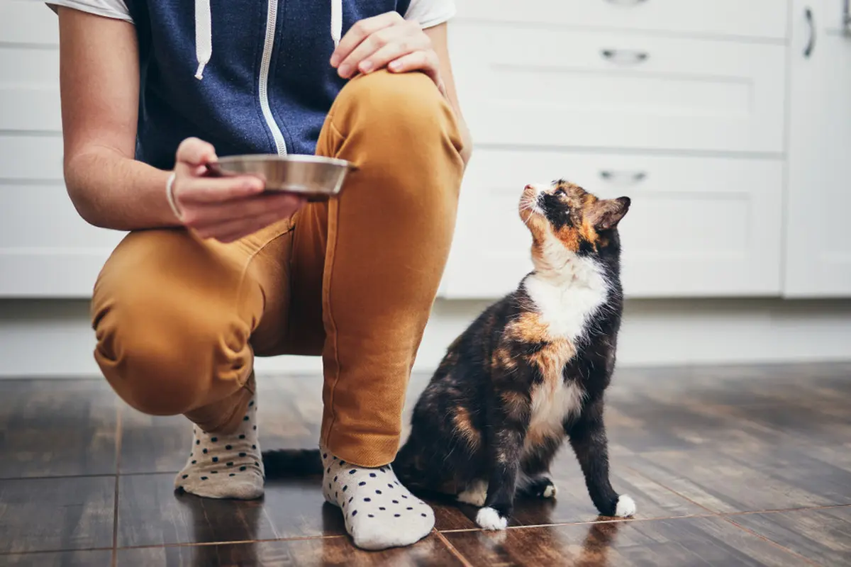 Waspadai 4 Kandungan Cat Food yang Bisa Ganggu Kesehatan Anabul