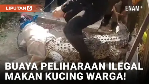 VIDEO: Dipelihara Ilegal, Buaya di Cirebon Makan Kucing Milik Warga