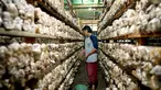 Petani memanen jamur tiram di Desa Trawas, Mojokerto, Jawa Timur. Desa Trawas dikaruniai banyak potensi alam, mulai dari pertanian, hamparan kebun kopi, hingga budidaya jamur tiram. (Dok. BRI)