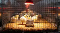 7 Desain Kandang Optimal untuk Anak Ayam Baru Menetas, Kunci Pertumbuhan Sehat dan Kuat