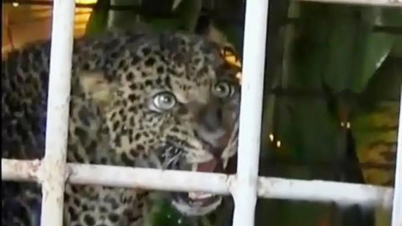 Macan Tutul