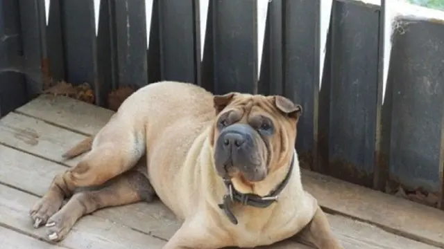 Gaho (The Qoo/ 무명의 더쿠 via Koreaboo)