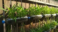 15 Rahasia Ide Menanam Kangkung Gantung Pakai Botol Bekas agar Cepat Panen, Hemat Air
