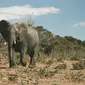 Gajah di Botswana. (dok. Luke Tanis/Unsplash)