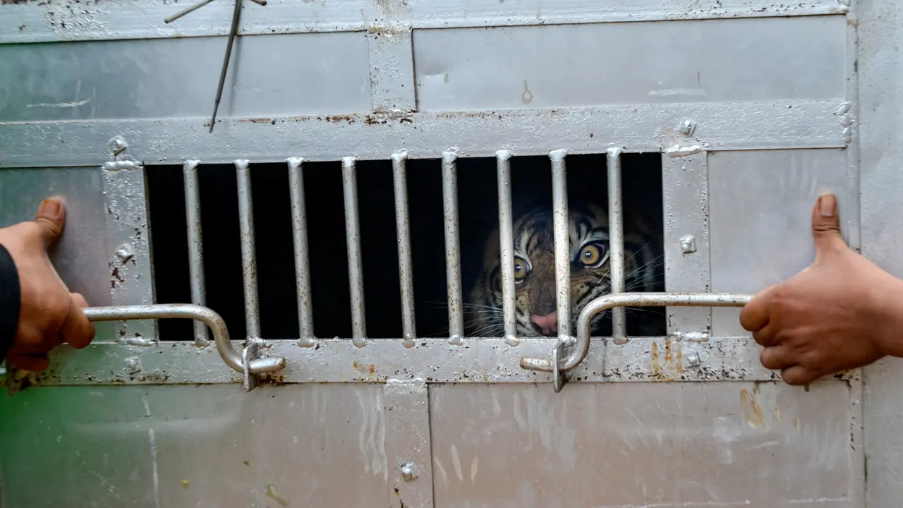 BKSDA Aceh Tangkap Harimau Sumatera