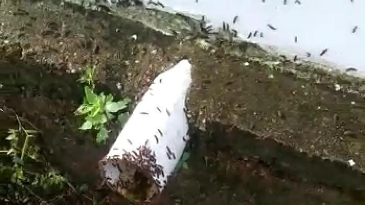 Ulat Bulu