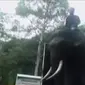 Empat ekor gajah dari pusat pelatihan gajah Saree dididik menjadi polisi. Selain itu, Jerry Miszewski menyebrangi 2 tebing Espraiado.