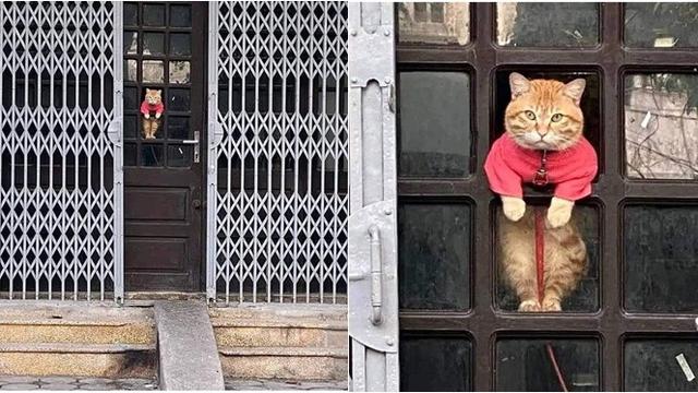 6 Potret Kucing Nyasar ke Fasilitas Umum Manusia, Nongkrong di Kafe hingga Ambil Uang