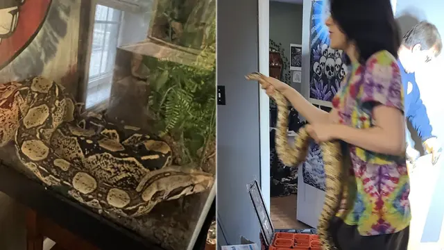 Ular boa
