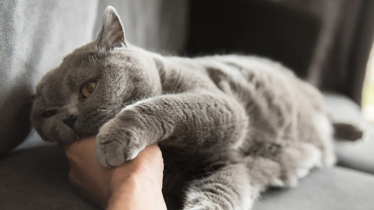 Mimpi Kucing