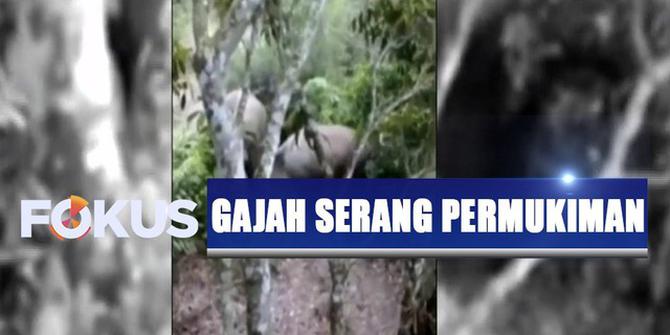 Kawanan Gajah Serang Permukiman Warga di Lampung